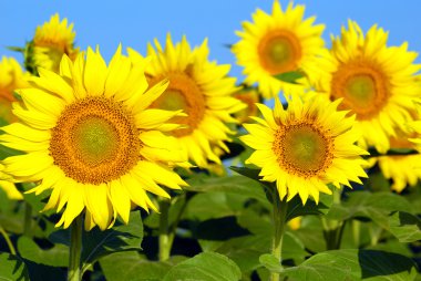 Bright yellow sunflowers clipart