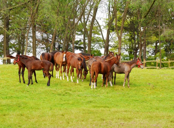 stock image Herd of young horses