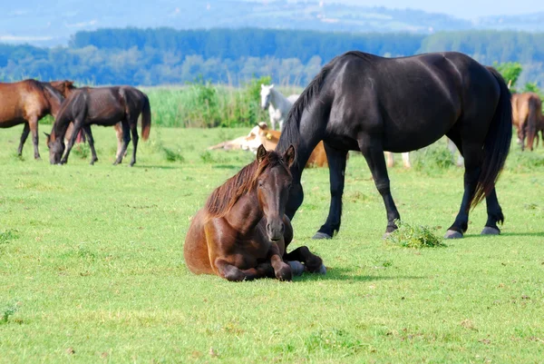 馬の牧草地で横になっています。 — ストック写真
