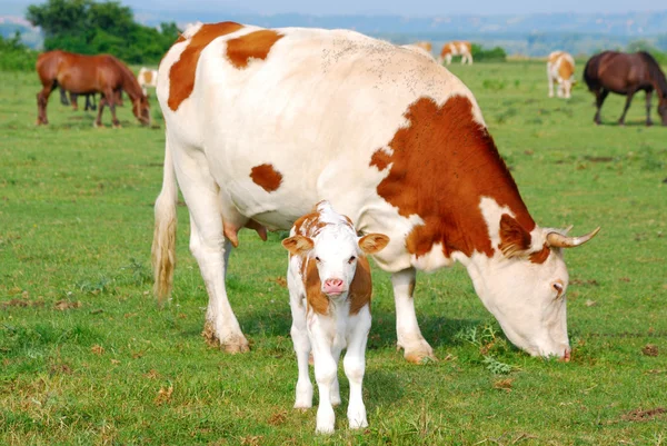 Białe i brązowe krowy i łydki — Zdjęcie stockowe