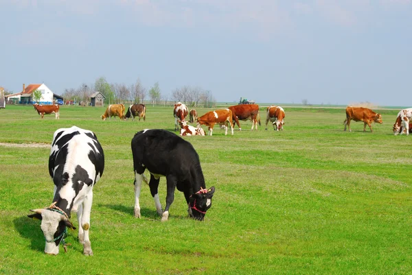 Boerderij met koeien in de Wei — Stockfoto