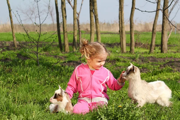 Ребенок и две маленькие козы — стоковое фото