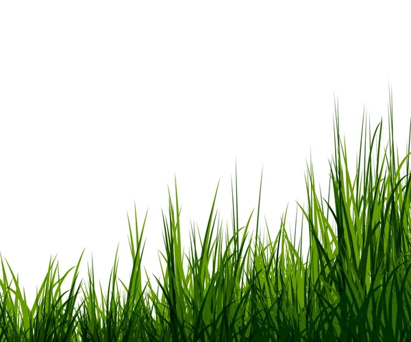 Uncut grass background — Stock Photo, Image