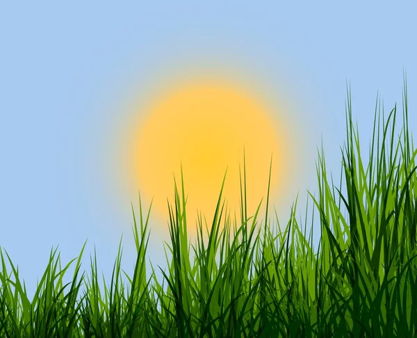Sunrise & grass — Stock Photo, Image