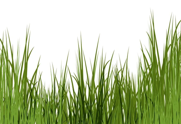 Uncut grass background — Stock Photo, Image