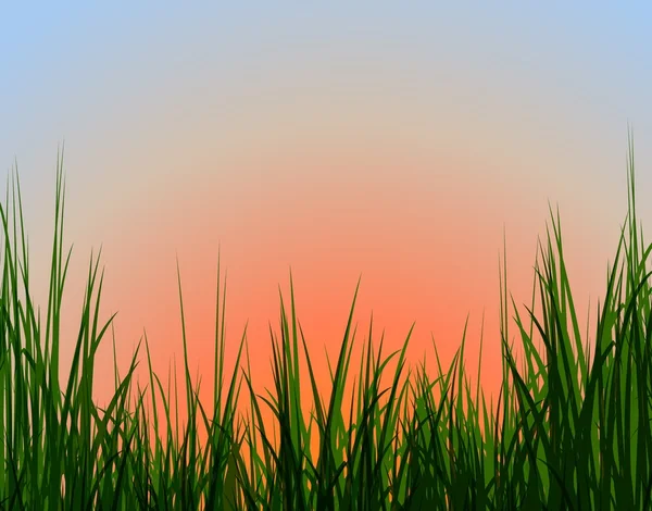 Sunset & grass — Stock Photo, Image