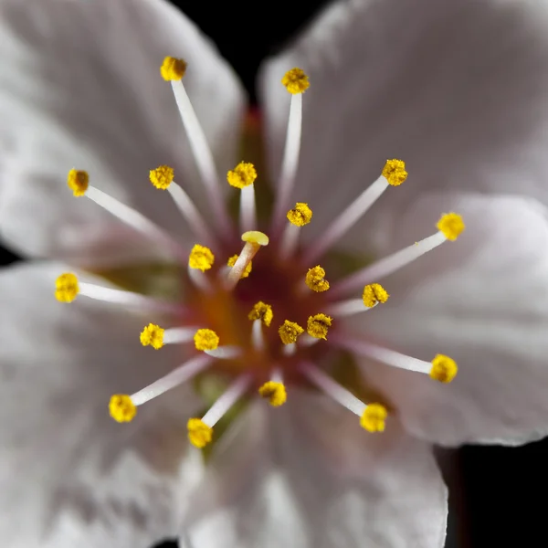 Çiçek Tasarım Ercik Üzerinde Odaklanmak — Stok fotoğraf