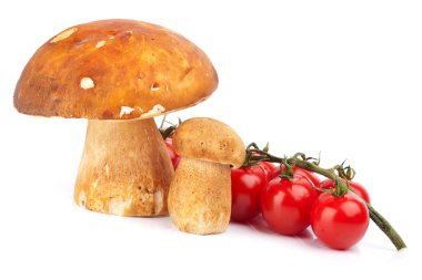 Boletus mantar