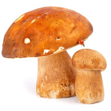 Boletus mantar