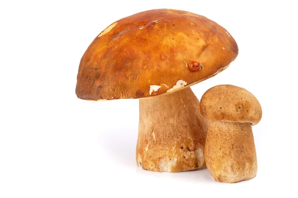Cogumelos Boletus — Fotografia de Stock