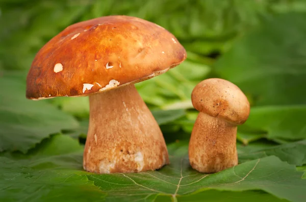 Cogumelos Boletus — Fotografia de Stock