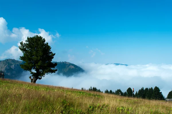 Montaña Bjelasica, Montenegro Fotos de stock libres de derechos