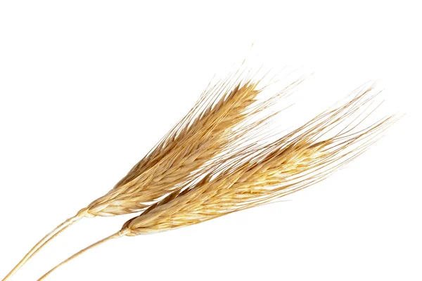 Wheat Isolated White Background — Stock Photo, Image