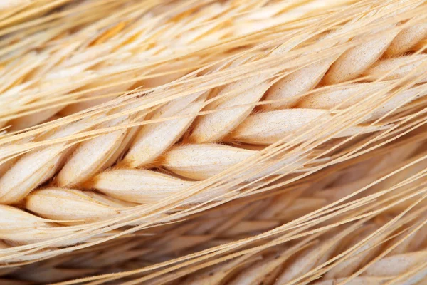 Пшеница Стоковое Изображение