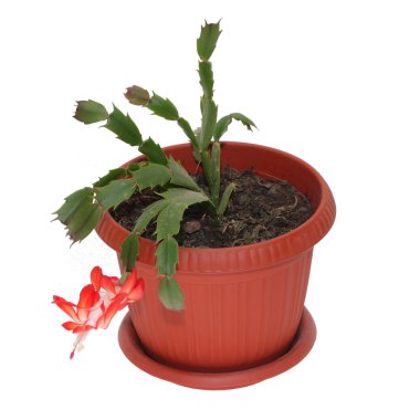 The flower of decembrist in a pot on a white background clipart