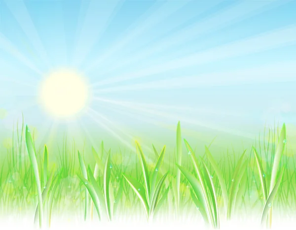 Heller Natürlicher Hintergrund Mit Sonne Frischem Gras Und Tröpfchen — Stockvektor