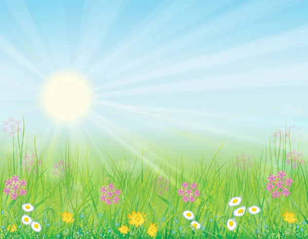 Background with sunny meadow — Stock Vector