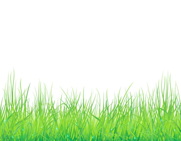 Natürlicher Hintergrund Mit Frischem Gras Und Tröpfchen — Stockvektor