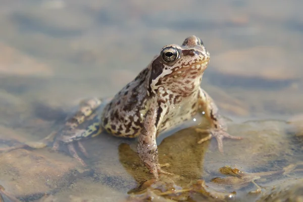 stock image Toad