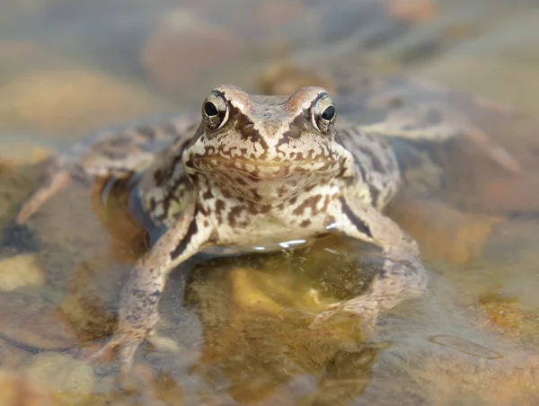 stock image Toad