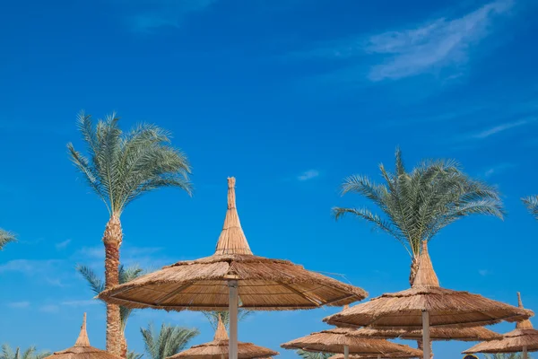 stock image Many palm tree over blue sky. Nature