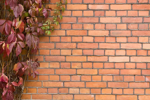 Кирпичная стена покрыта плющом — стоковое фото