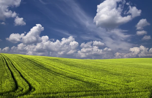 Manzara Yeşil Filed Mavi Gökyüzü Beyaz Bulutlar — Stok fotoğraf