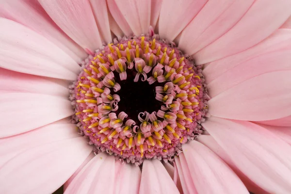 Gerbera Daisy Achtergrond Macro Serie Paarse Bloemen — Stockfoto