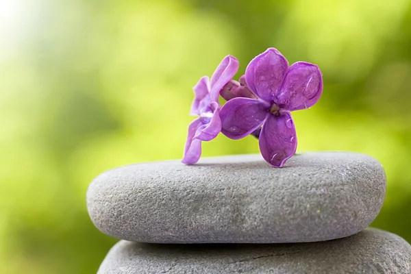 Flor equilibrada em pedras — Fotografia de Stock