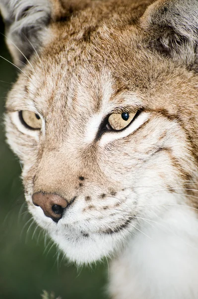 Lynx Photos De Stock Libres De Droits
