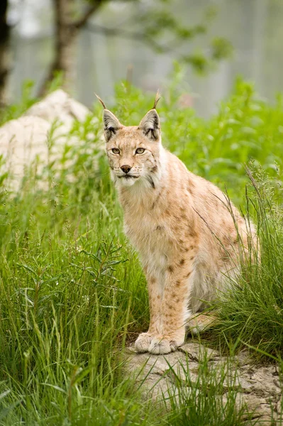 Lynx Images De Stock Libres De Droits