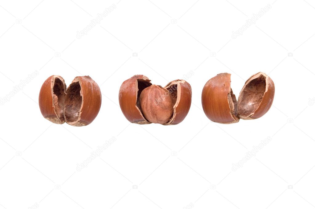 The whole nut among a shell