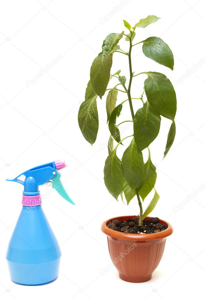 Green house plant in a pot