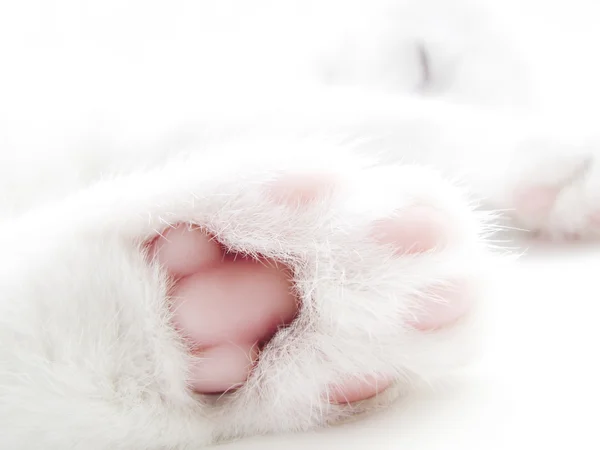 Stock image Kitty paw