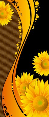 Beautiful yellow Sunflowers on black background clipart