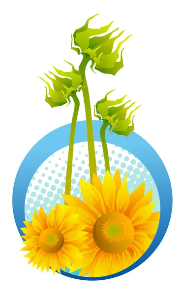Mooie zonnebloemen op blauwe achtergrond — Stockvector