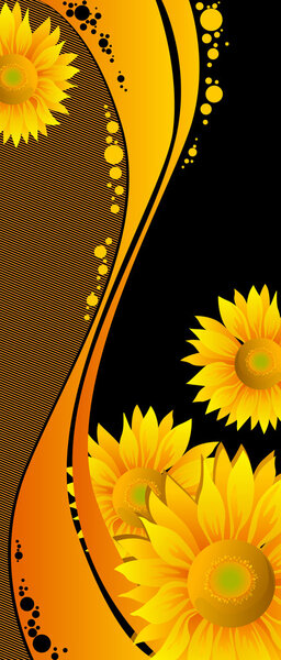 Beautiful yellow Sunflowers on black background