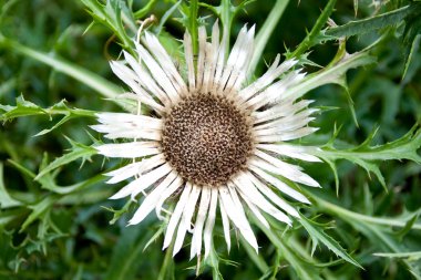 Carlina agrulis