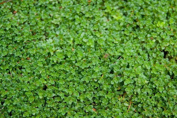 Small green leafs — Stock Photo, Image