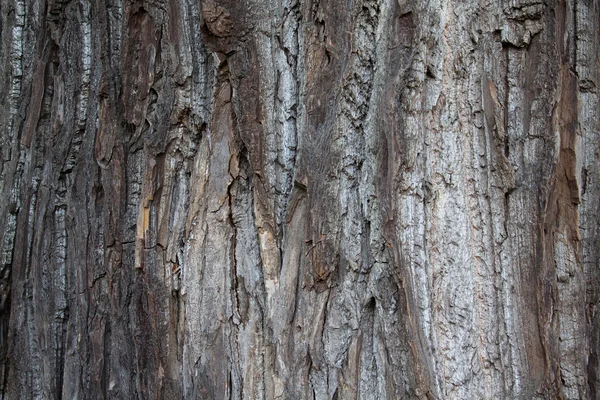 Populus canadensis — Foto Stock