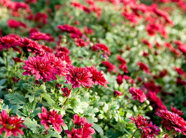 Sok Színes Virág Egy Üvegházban — Stock Fotó