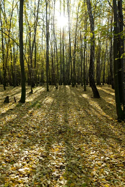 stock image Forest