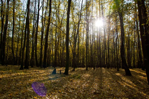 stock image Forest