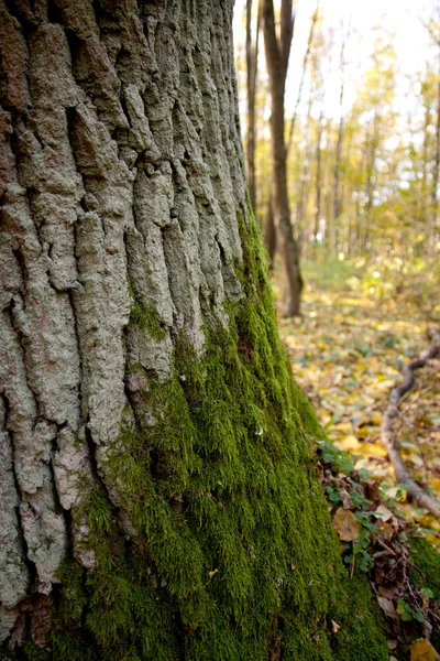 stock image Tree detail