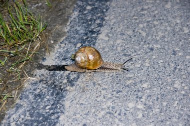 Snail cross the street clipart