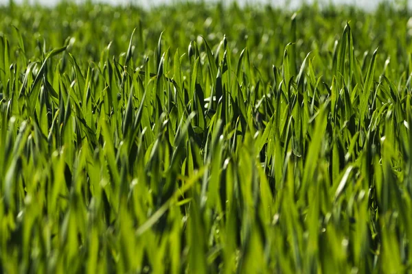 Verde hierba fresca en la temporada de primavera primer plano — Foto de Stock
