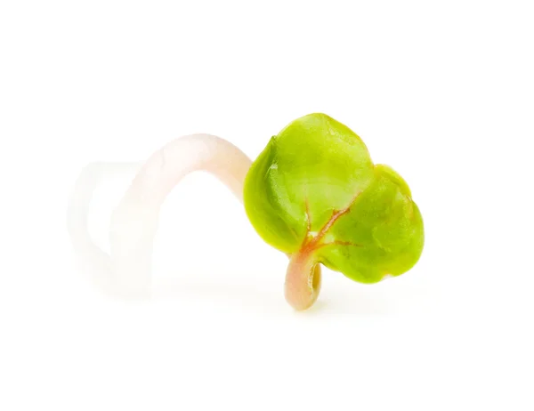 Close-up of a spicy daikon radish sprout — Stock Photo, Image