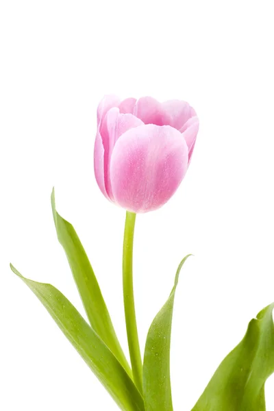 Pink & white tulip isolated with drop water — Stock Photo, Image