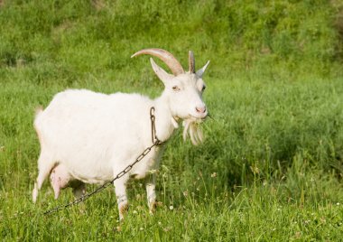 White goat on the pasture with green grass, chain hitched. clipart