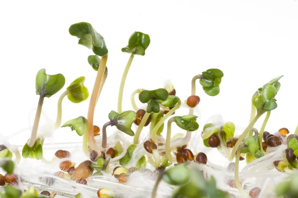 stock image Close-up of a spicy daikon radish sprout